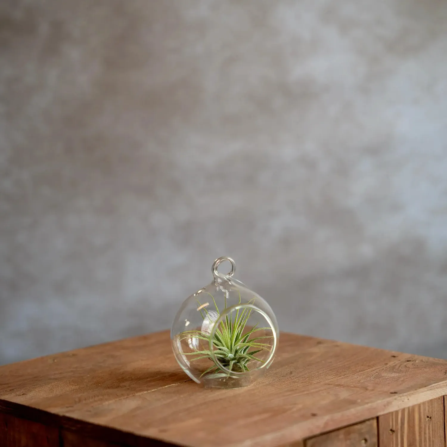 Airplantshop boule en verre 8 cm plante aérienne tillandsia