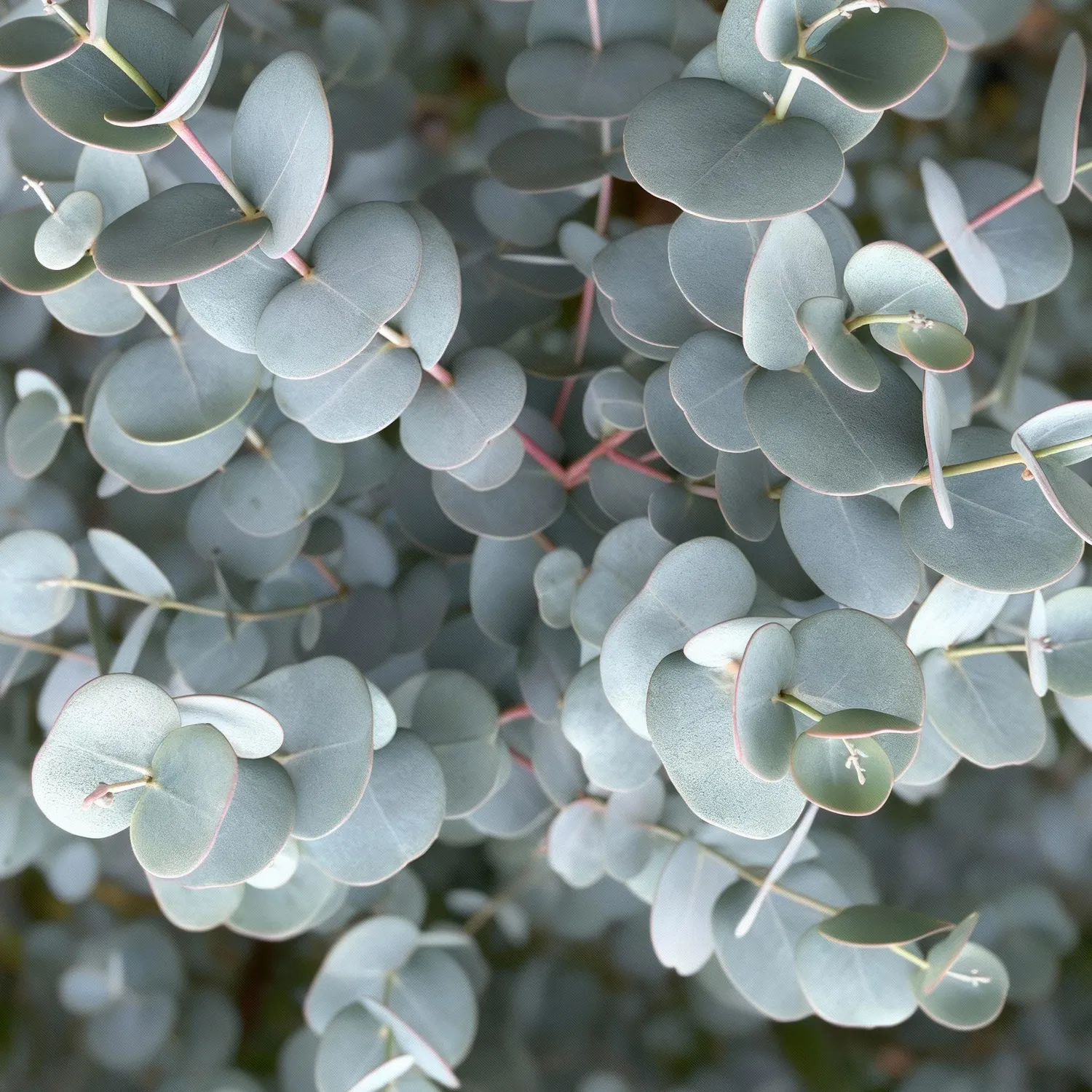 PLANT AND STORIES Eucalyptus Azure gunnii arbuste pot 19 cm 70-90 cm