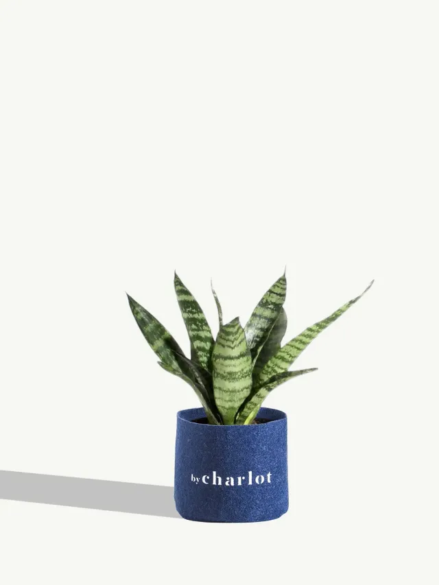 By Charlot recharge Le Flambeur sansevieria 12cm