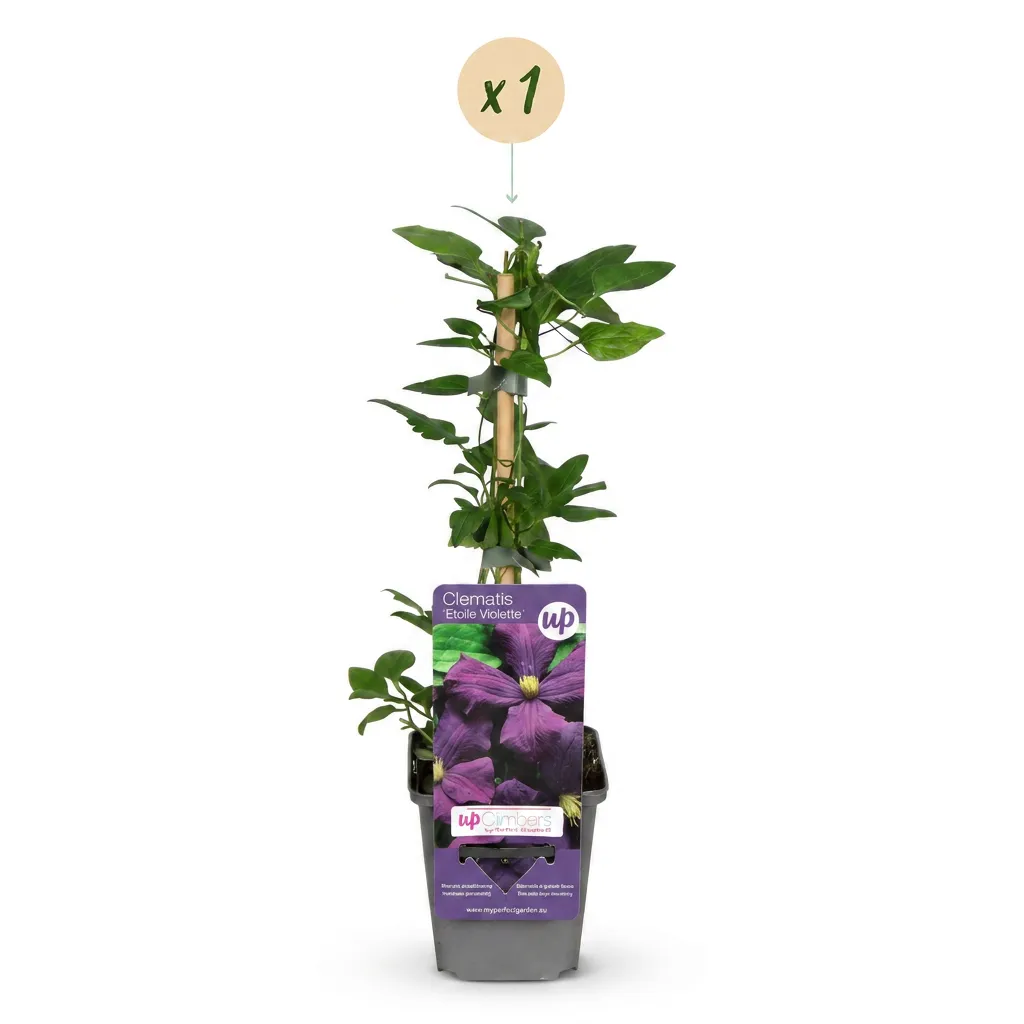 Plant and Stories Étoile Violette clématite 1 plant violet