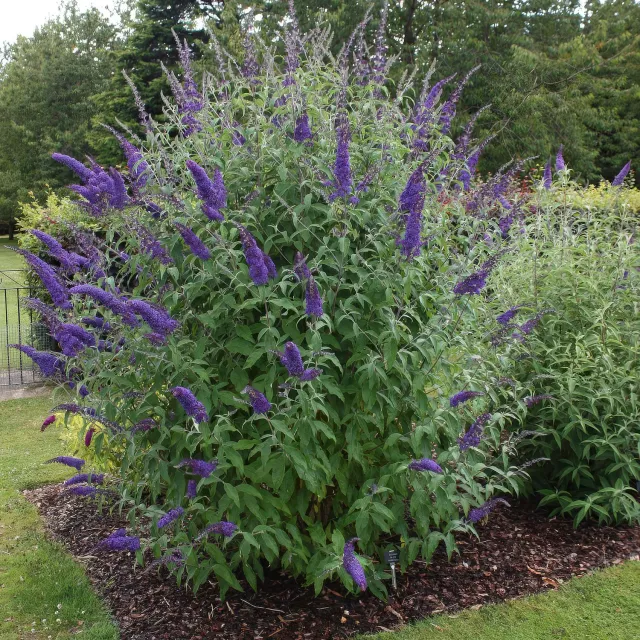 Plant and Stories Empire Blue arbre papillons bleu pot 17 cm