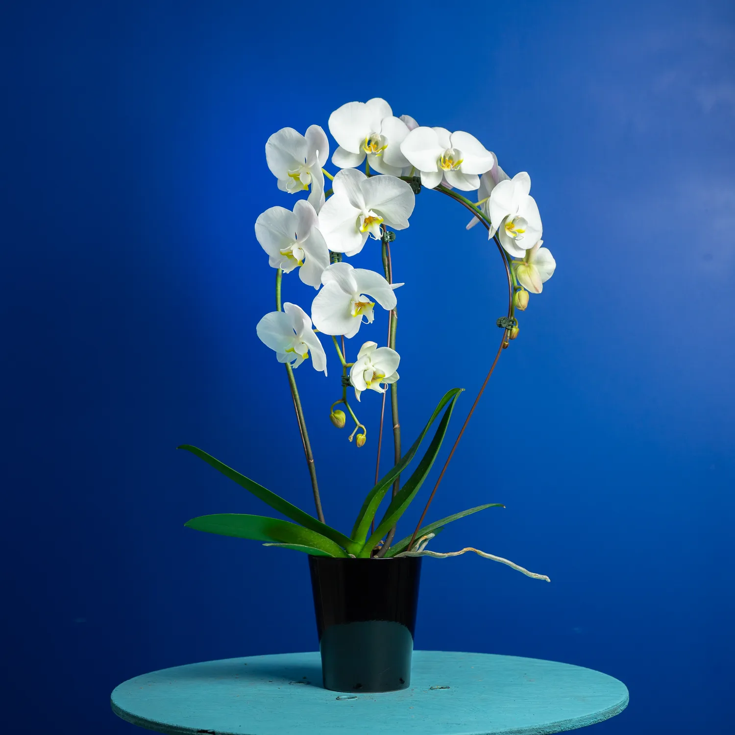 Orchidées de Prestige Brut Arc phalaenopsis arche fleurie