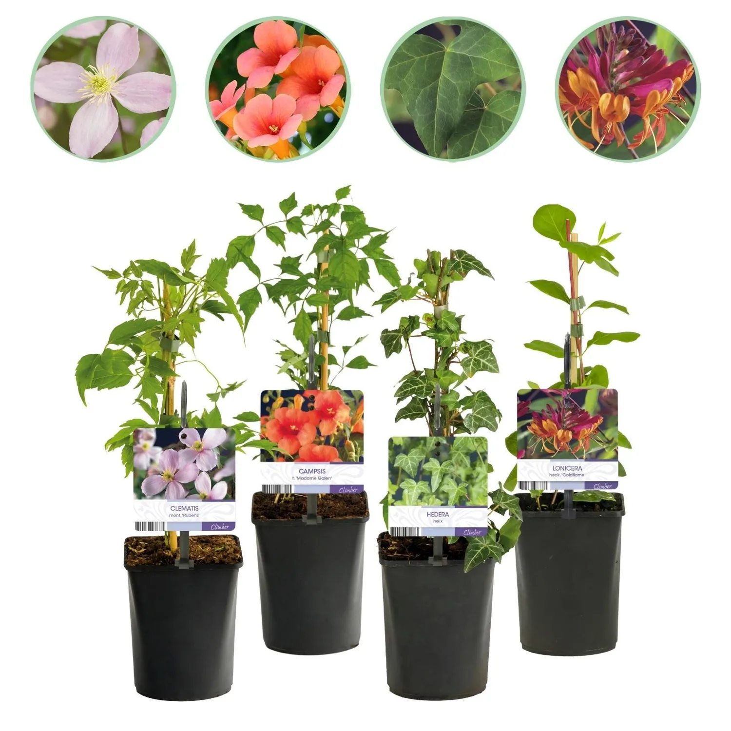 Plant and Stories Trio Grimpantes Fleuries lot 4 pot 11cm pergola