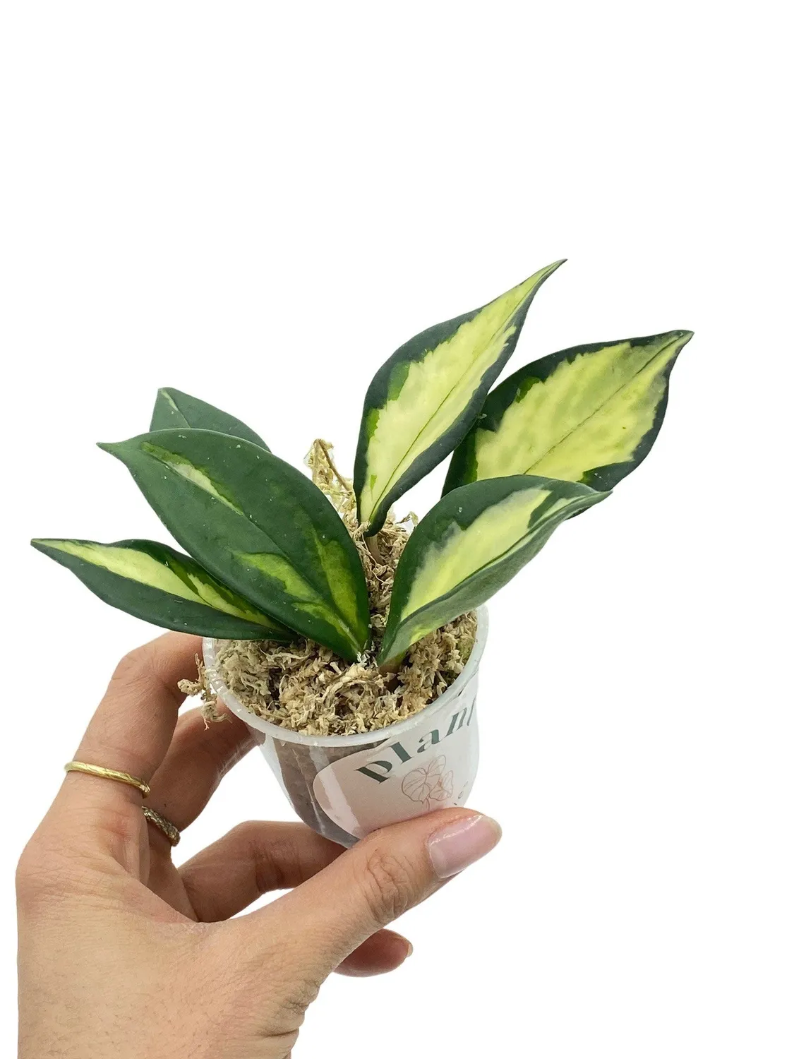 Plant and Stories Hoya Carnosa Krimson Princess plante pot 6 cm