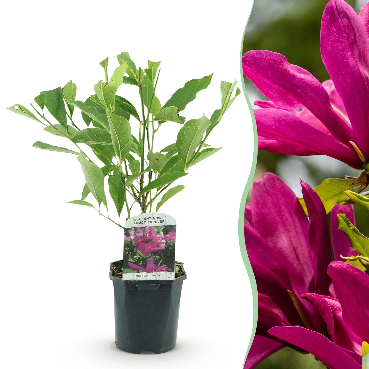 Plant and Stories Magnolia Susan arbuste pot 17 cm 45 cm