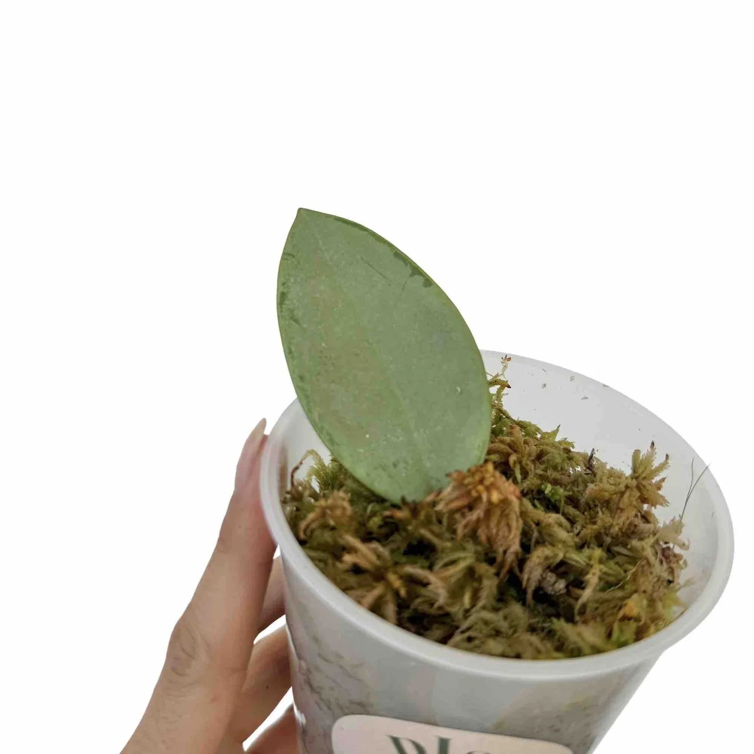 Plant and Stories Silver Dollar hoya feuillage argenté grimpante