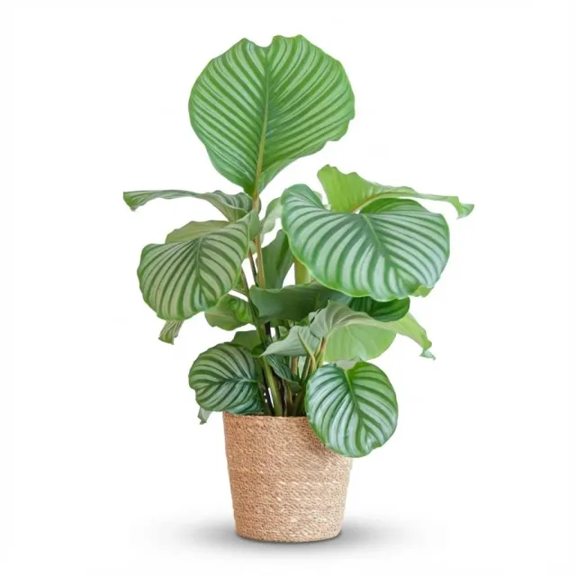 Plant and Stories Calathea Orbifolia 21 cm 60-70 cm