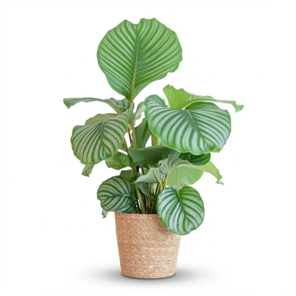 Plant and Stories Calathea Orbifolia 21 cm 60-70 cm