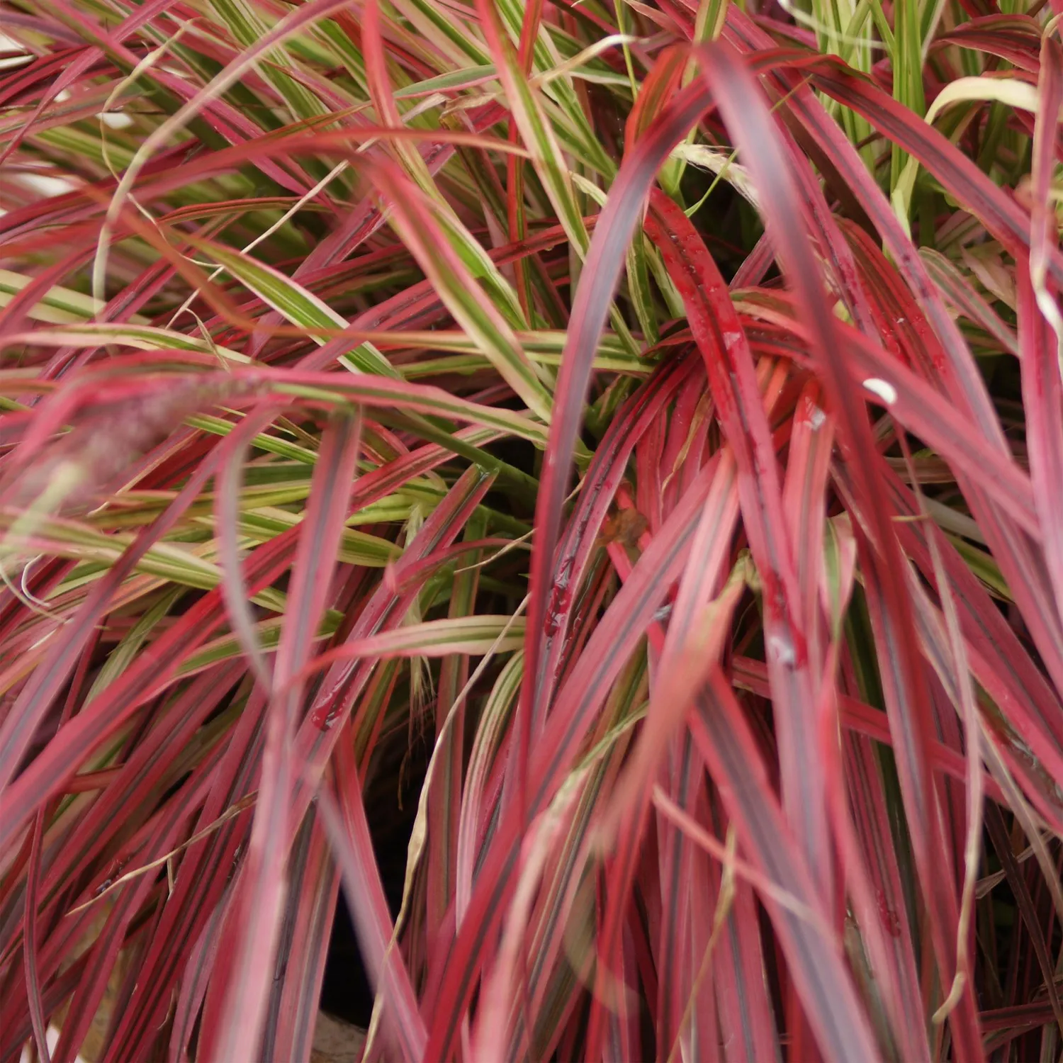 Plant and Stories Uncinia Everflame laîche rouge pot 17 cm