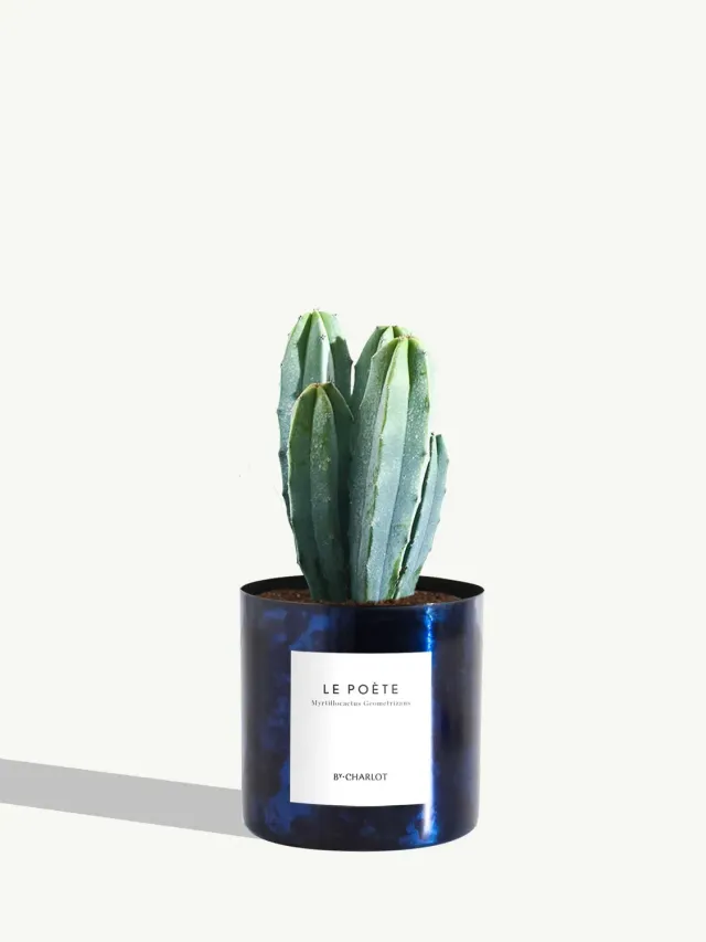 By Charlot Le Poète cactus myrtillocactus pot 10 cm
