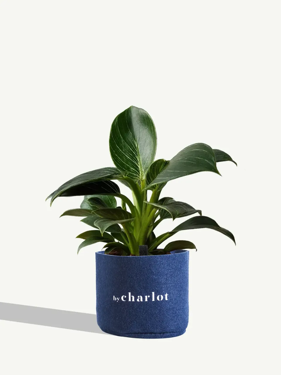 By Charlot Le Fantastique plante peperomia recharge S