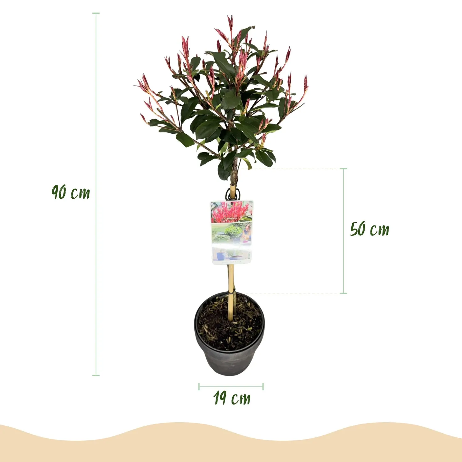 Plant and Stories Photinia Carre arbuste haie pot 19 cm persistant