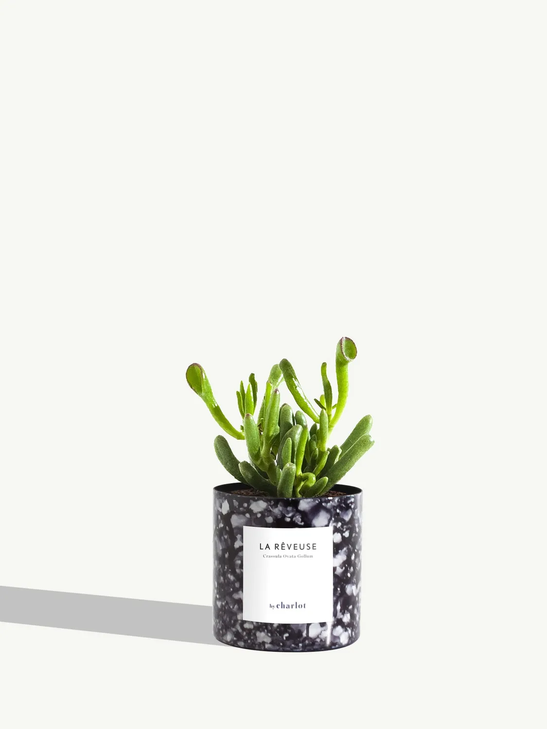 By Charlot La Rêveuse petite plante succulente XS crassula