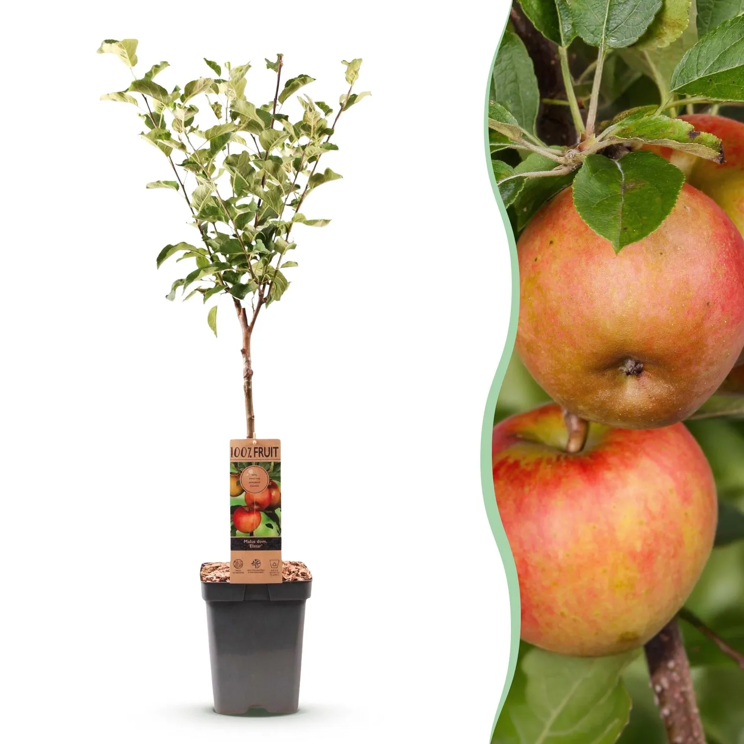 Plant and Stories Pommier Elstar fruitier pot 21cm 90cm rustique