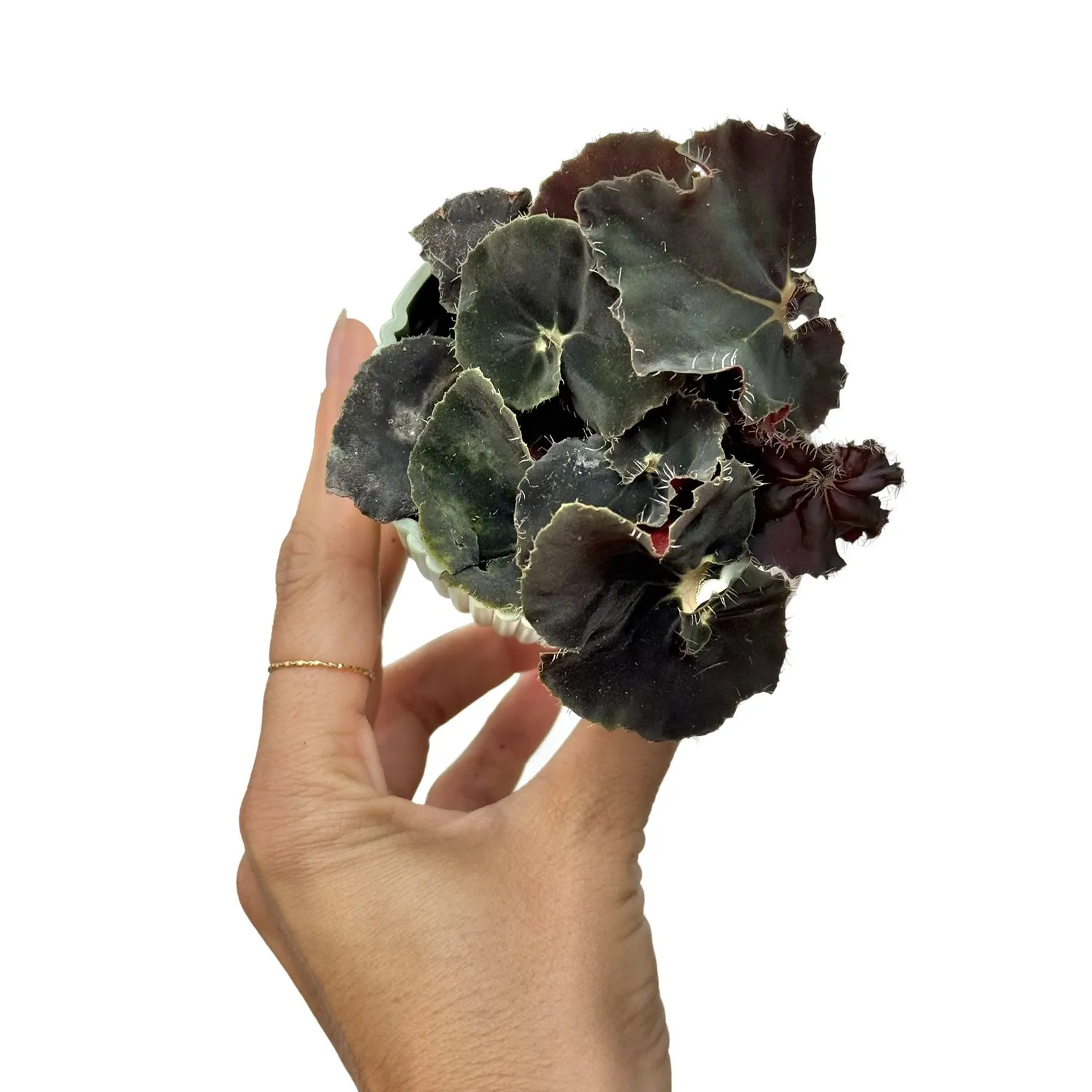 Plant and Stories Begonia Dark Mambo plante pot 6cm chocolat