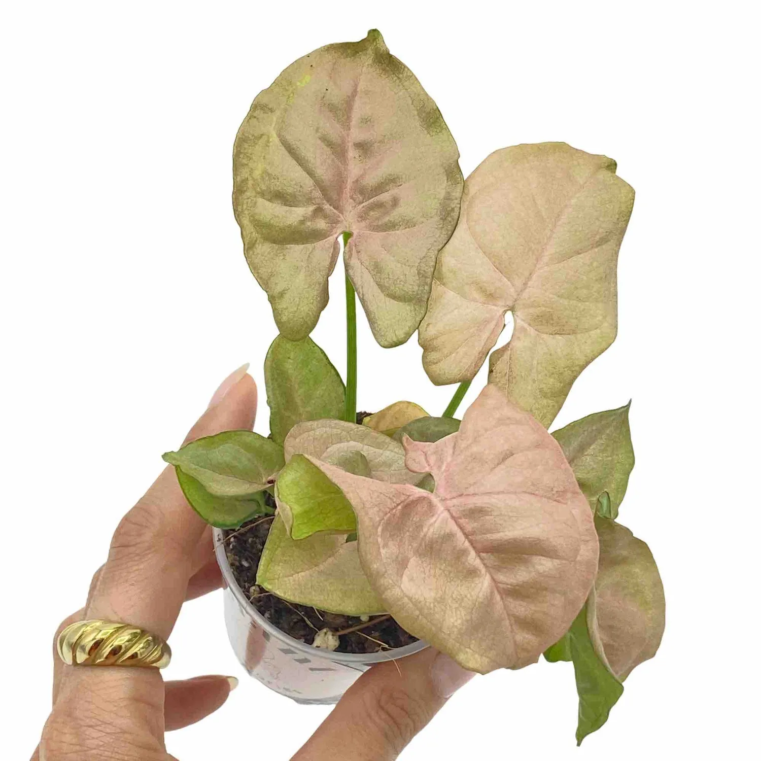 PLANT AND STORIES Syngonium Neon Robusta plante rose pot 6 cm