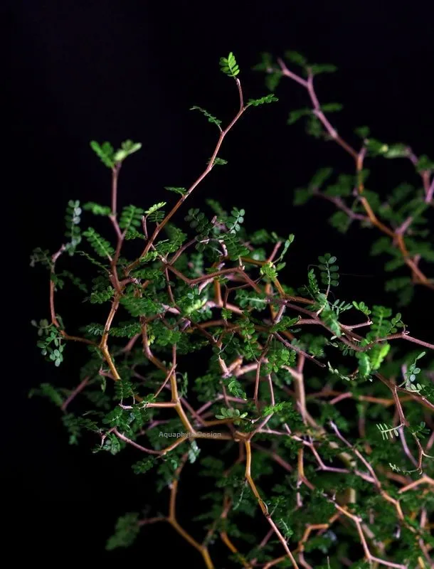 AQUAPHYTE Shosei-en Ichi kokedama sophora extérieur
