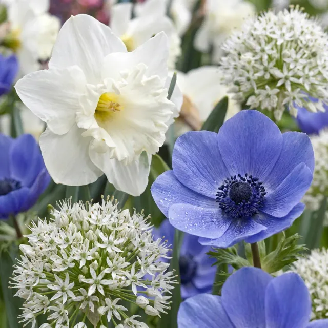 PLANT AND STORIES Mélange bulbes jardin ensoleillé 35 bulbes