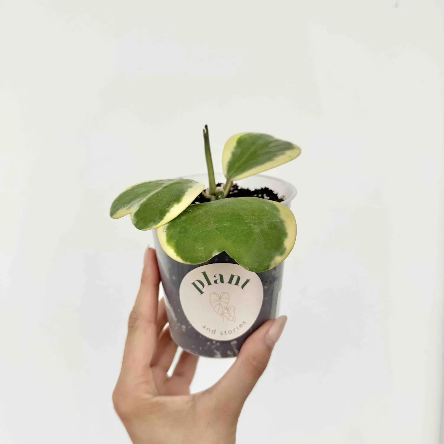 Plant and Stories Hoya Kerrii Variegata plante cœur pot 6 cm panaché