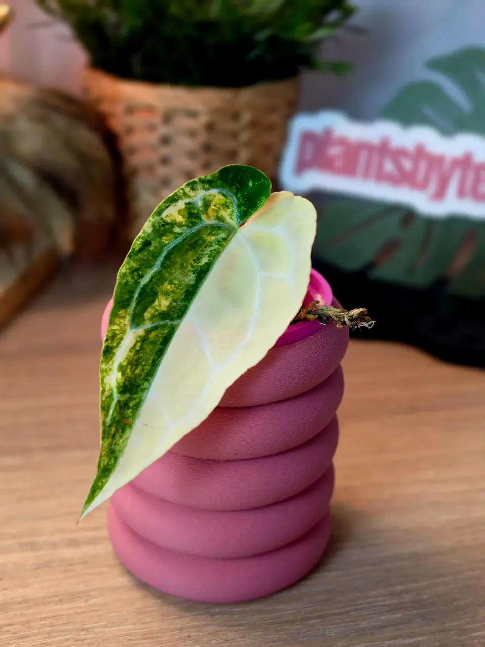 plant.ess Anthurium Crystallinum Angela plante panachée clone Iris
