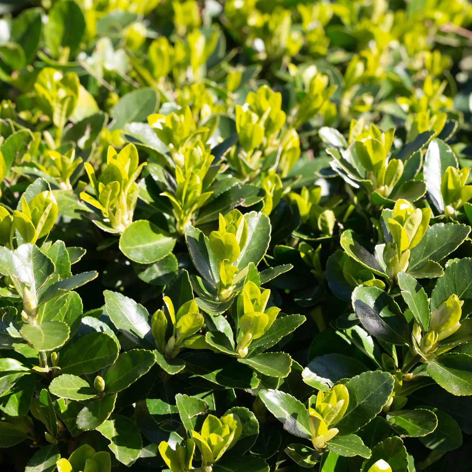Plant and Stories Fusain Green Spire haie persistante 8 plants 9cm