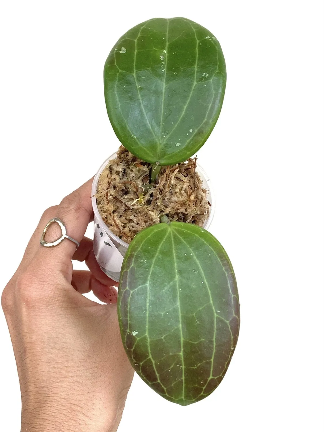 Plant and Stories Hoya Quinquenervia plante verte pot 6cm nervures