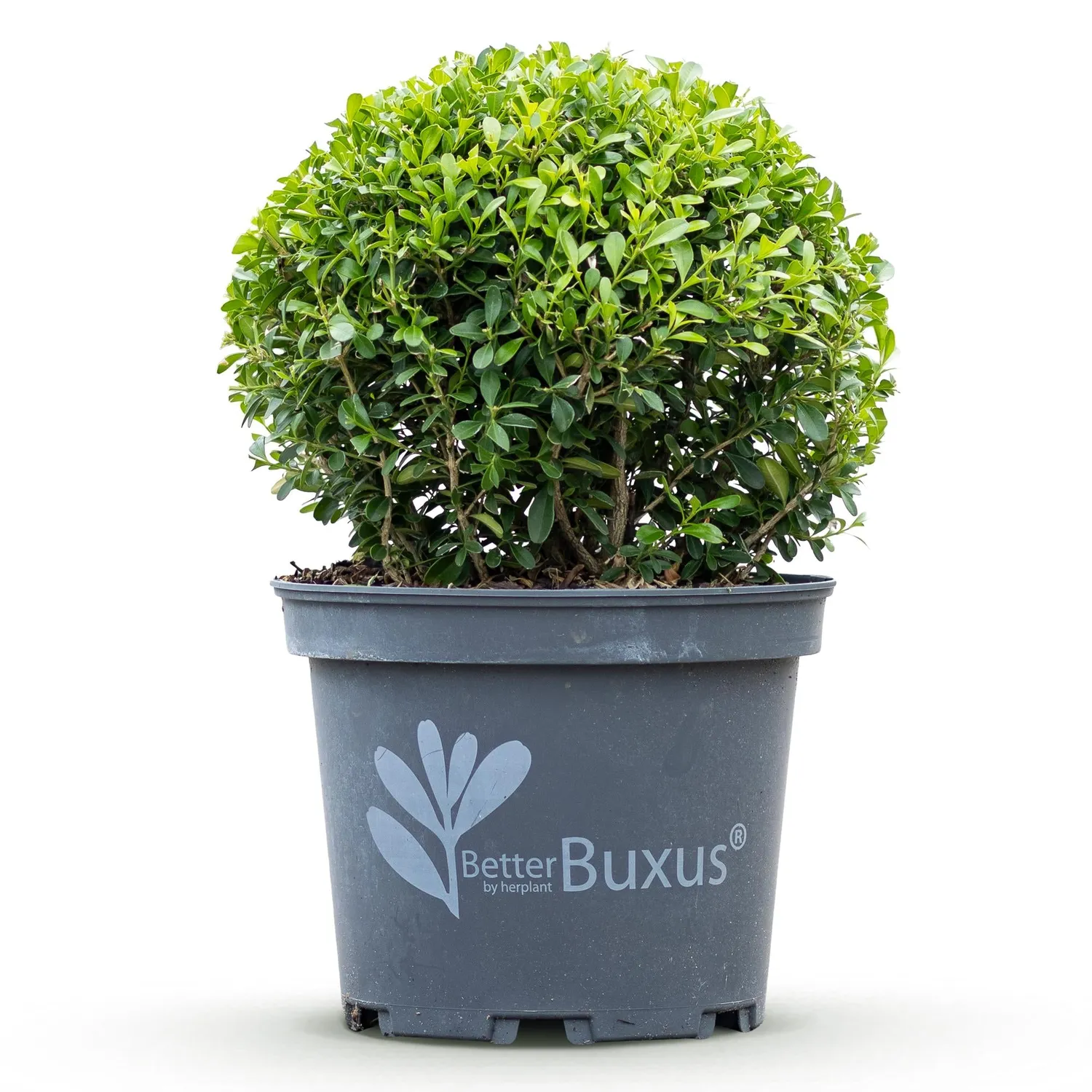 Plant and Stories Buis Skylight arbuste pot 23cm hauteur 25cm