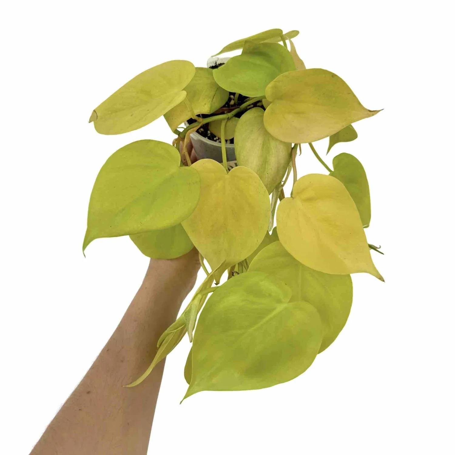 Plant and Stories Philodendron Scandens Lemon Lime pot 12 cm