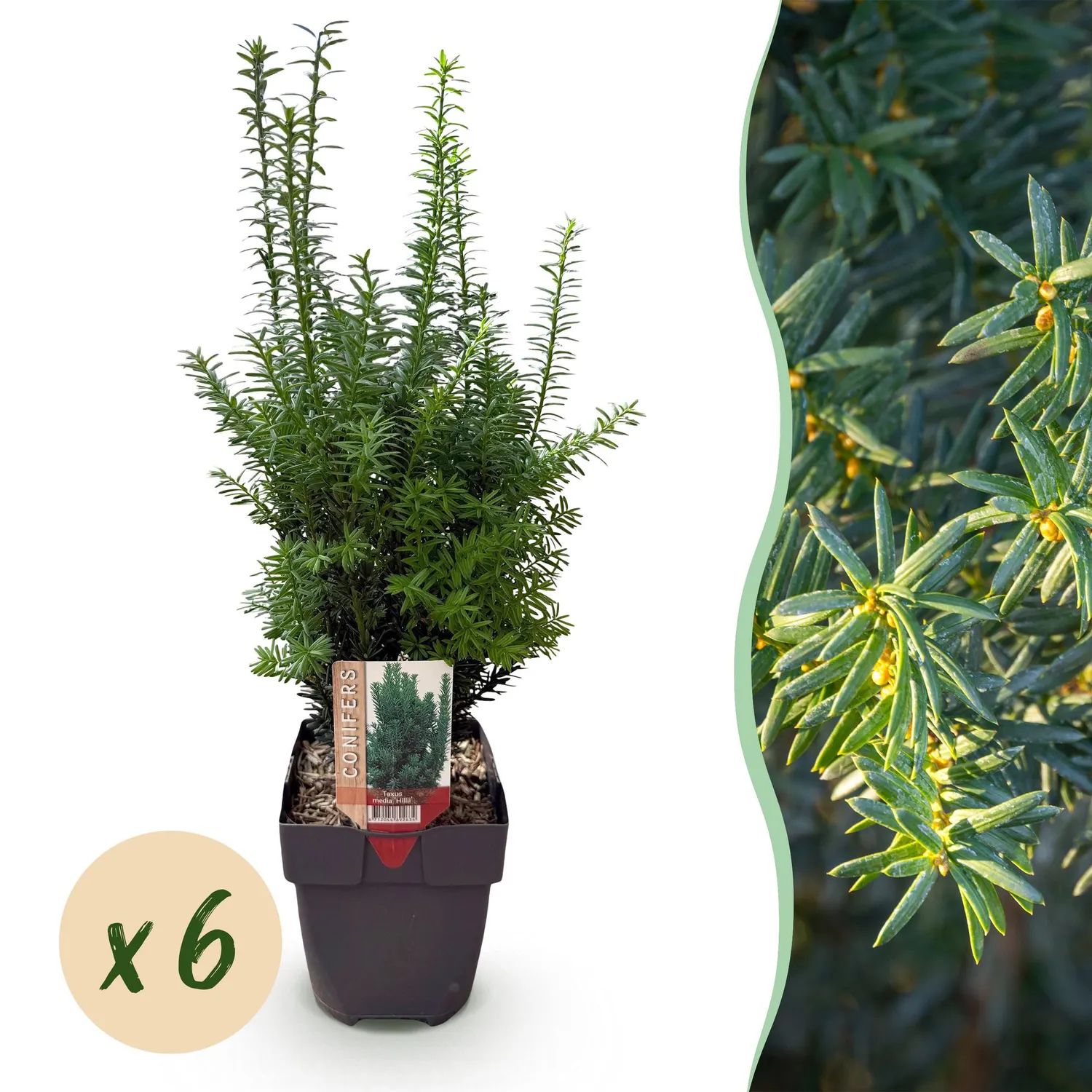 Plant and Stories If de Hill Taxus haie 6 plants