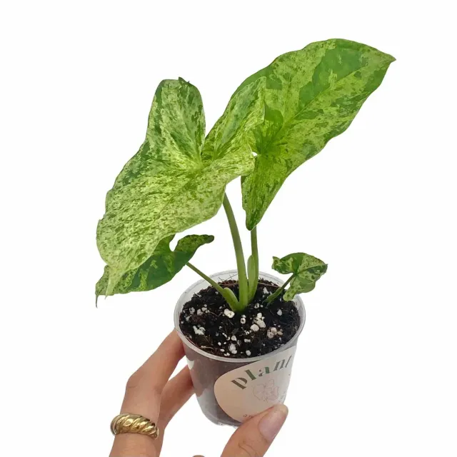 Syngonium Mojito plante intérieur pot 6 cm marbrée