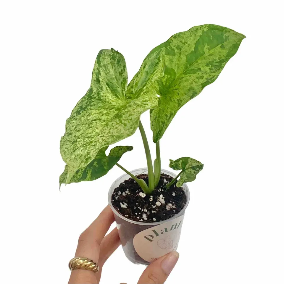 Syngonium Mojito plante intérieur pot 6 cm marbrée