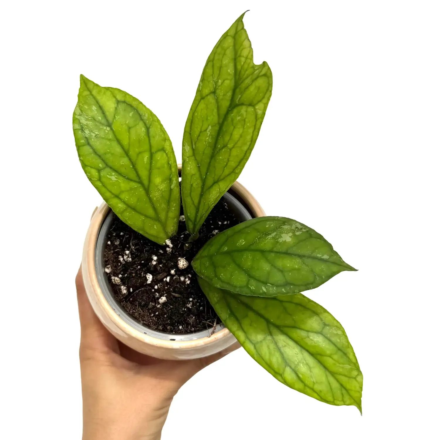 Plant and Stories Water Drop Irina hoya plante pot 9 cm goutte eau
