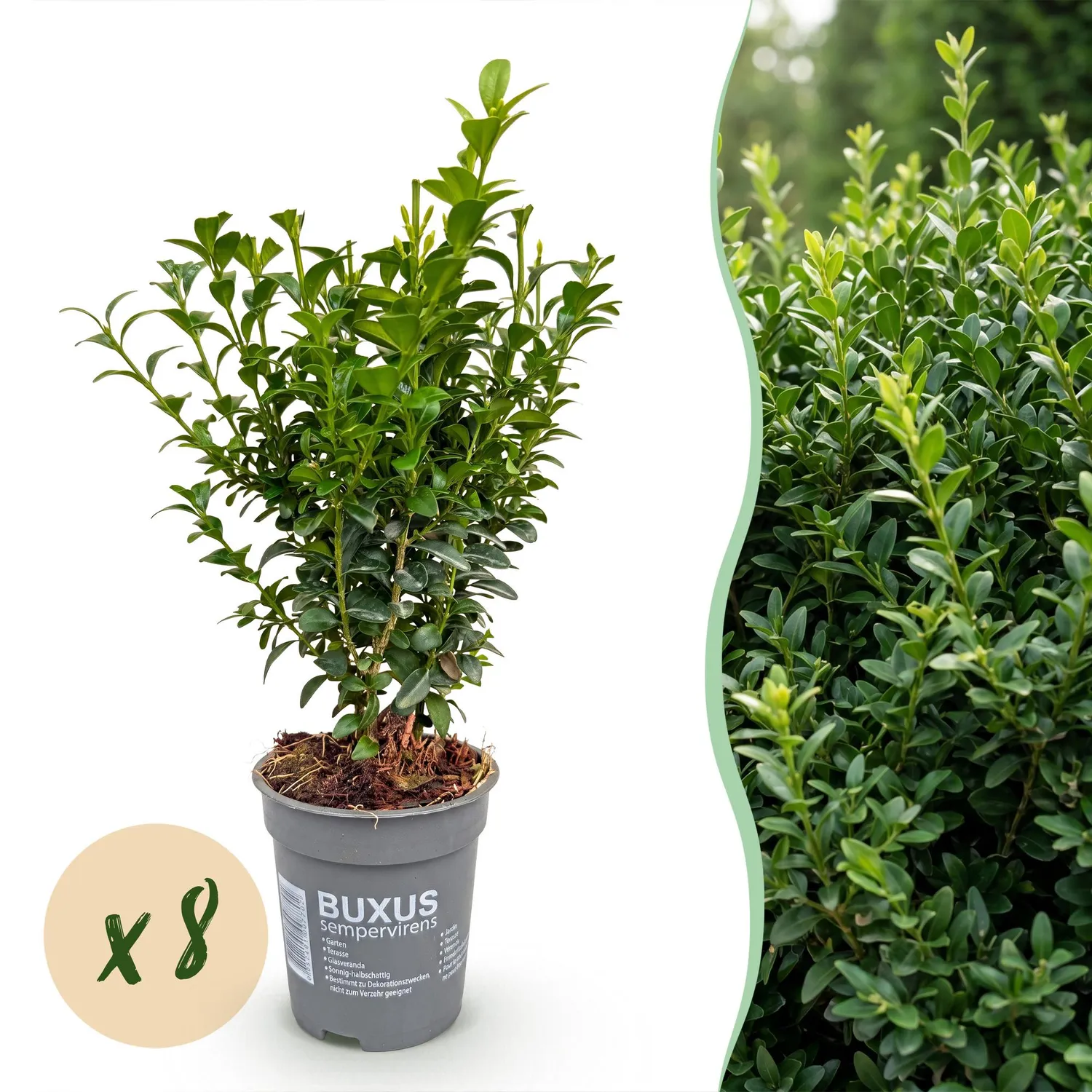Plant and Stories Buxus buis haie 8 plants pot 9 cm
