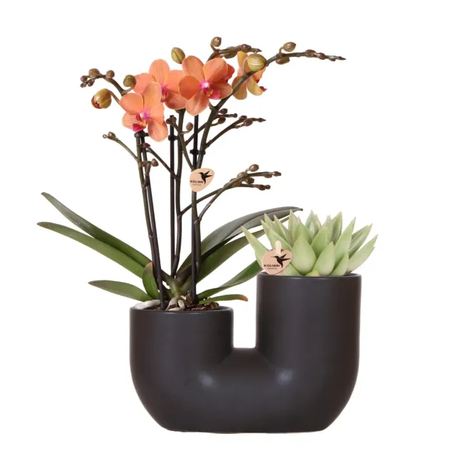 Plant and Stories Phalaenopsis Bolzano orchidée coffret 9 cm orange
