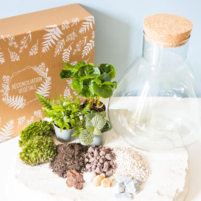 Réconciliation Végétale kit terrarium humide 3 plantes bocal verre