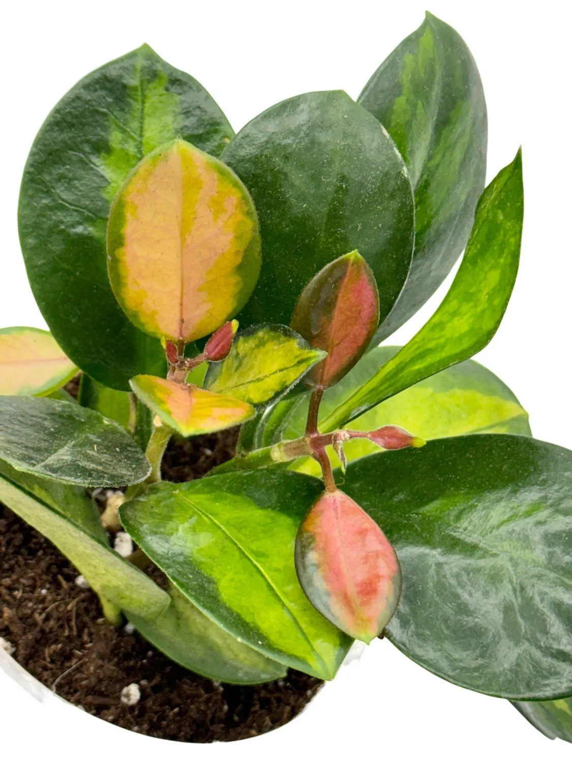 Plant and Stories Lisa hoya plante pot 6 cm panaché