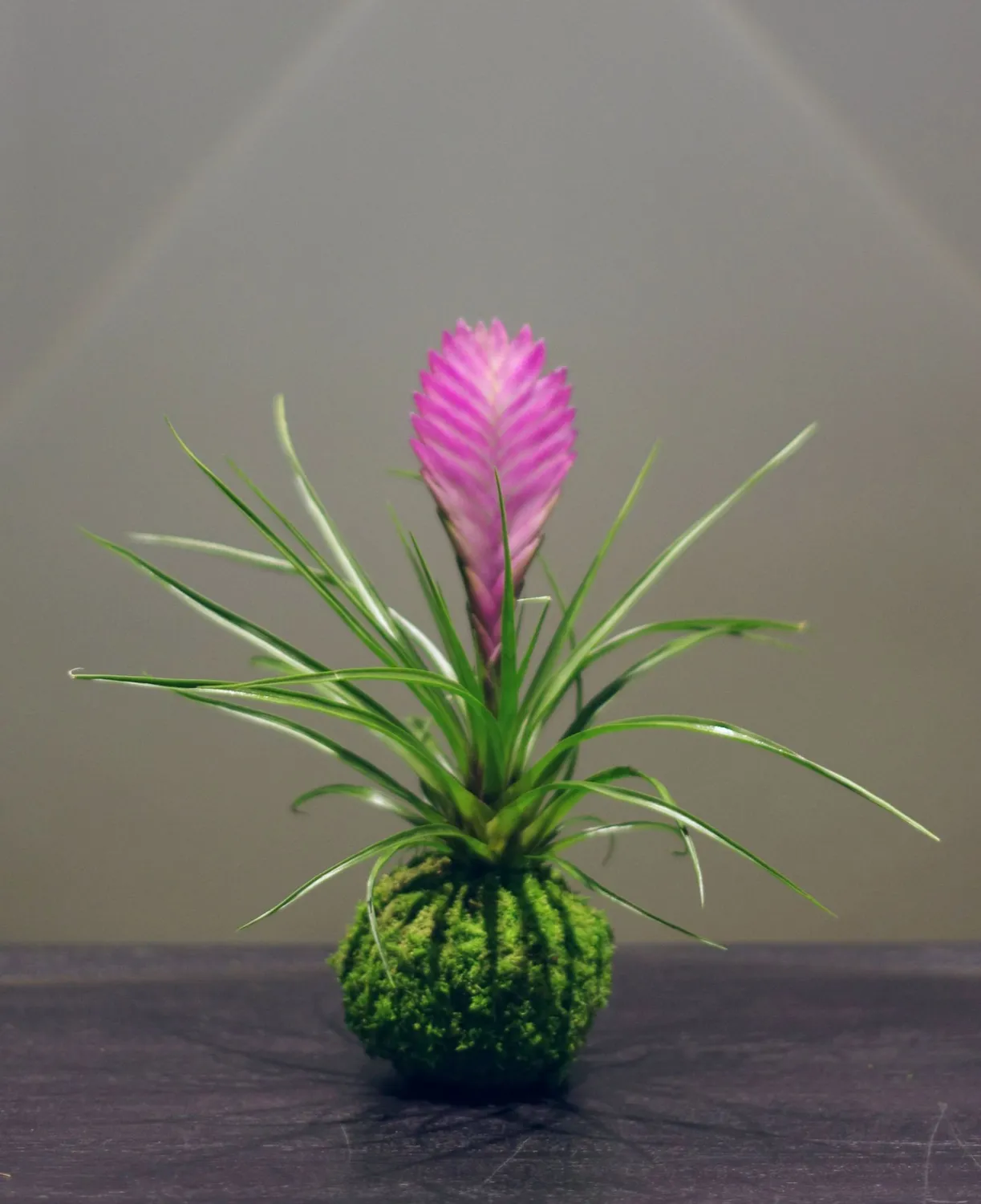 AQUAPHYTE Guanacasta Ni kokedama tillandsia rose