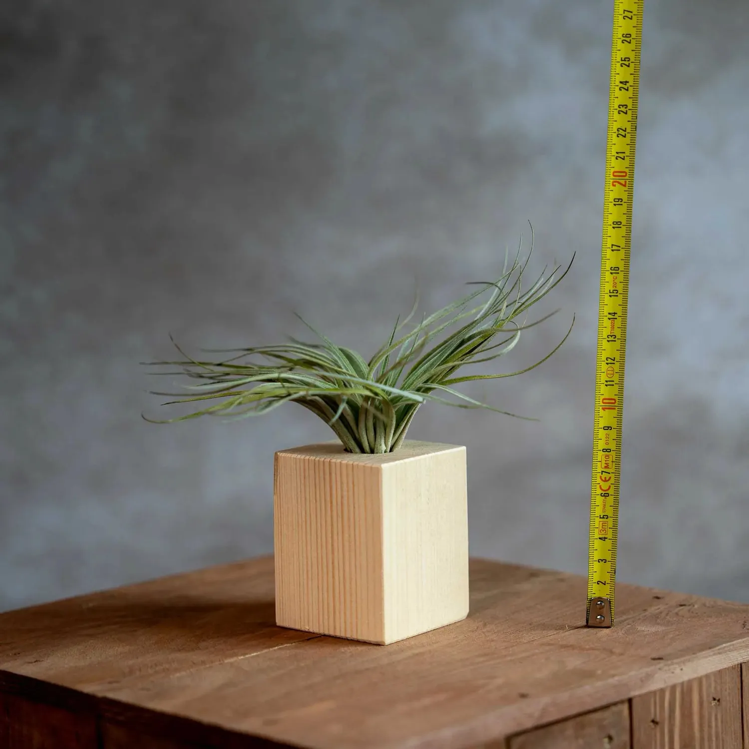 Airplantshop socle bois + Tillandsia plante aérienne déco