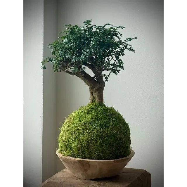 Oh My Green Poivrier kokedama L extérieur abrité