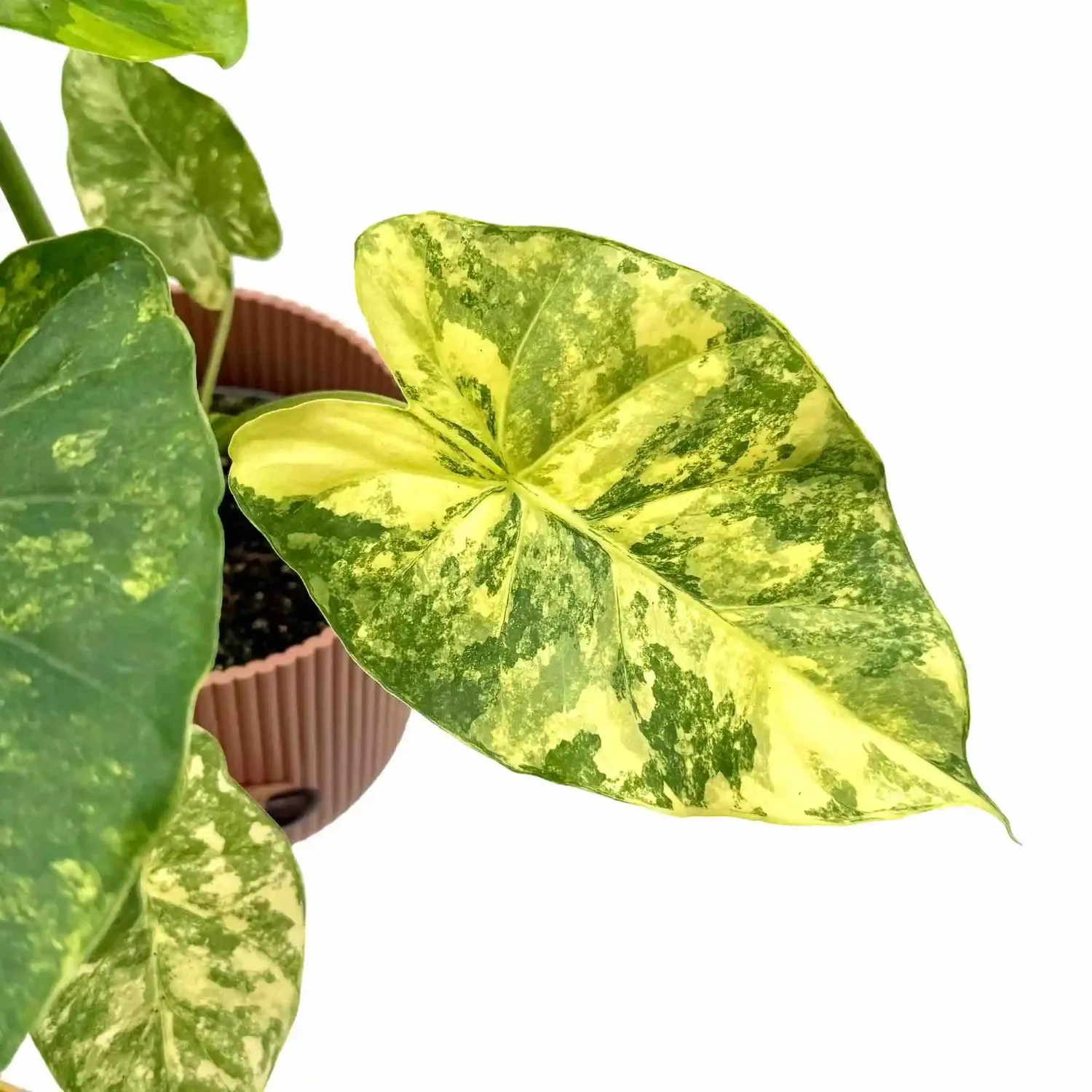 Plant and Stories Alocasia Macrorrhiza Aurea plante pot 6cm panachée