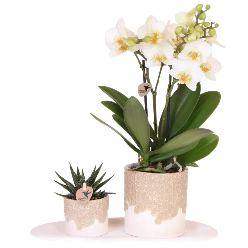 Plant and Stories Orchidée Lausanne coffret blanche 9cm