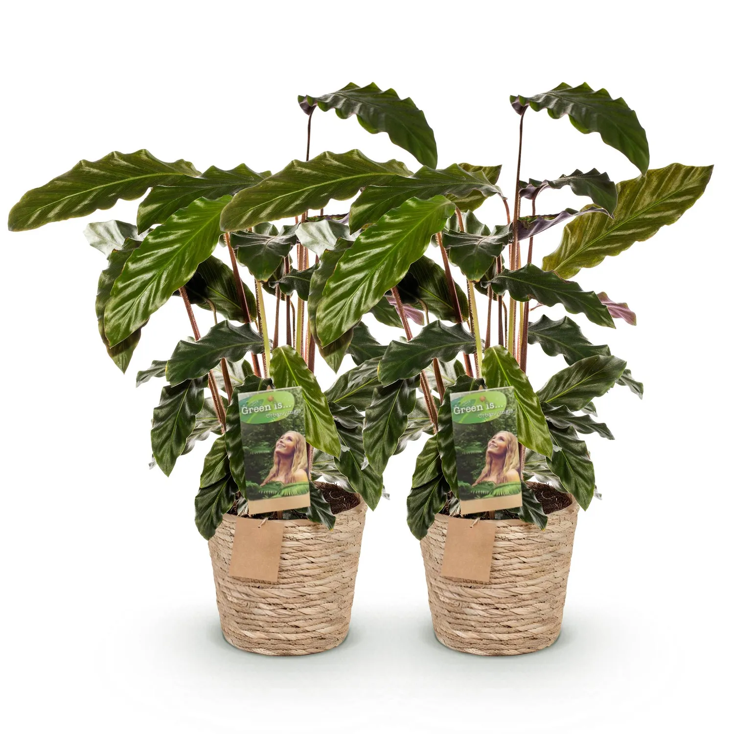 Plant and Stories Calathea Rufibarba plante pot 17cm 55-60cm velours