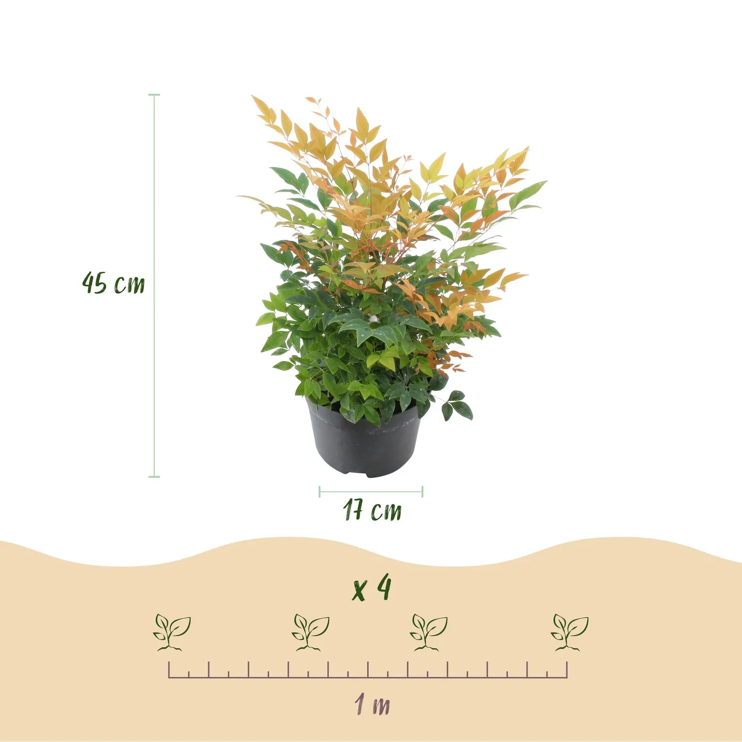 Plant and Stories Gulf Stream bambou sacré arbuste pot 17 cm
