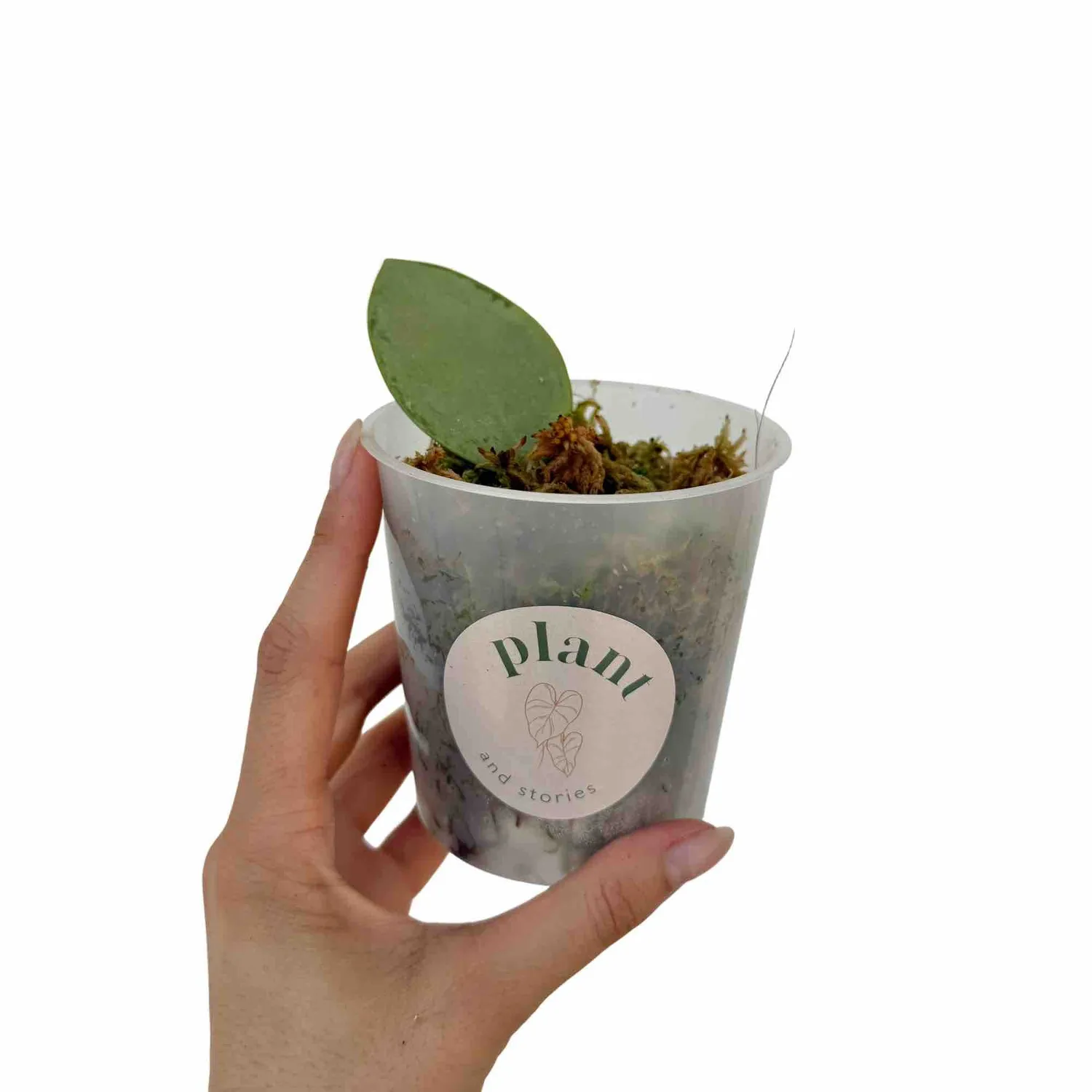 Plant and Stories Silver Dollar hoya feuillage argenté grimpante
