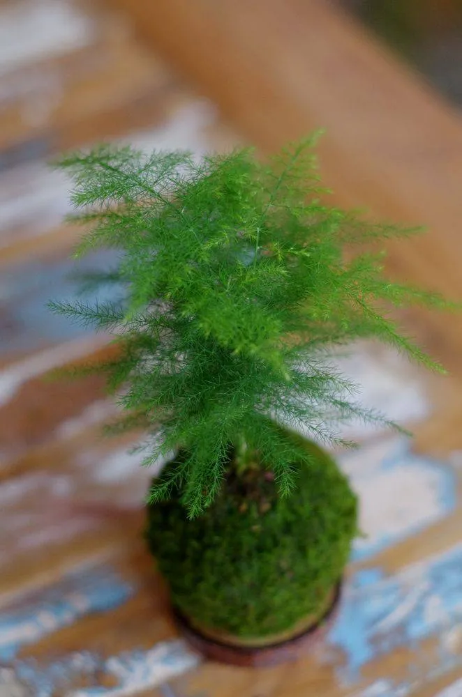 AQUAPHYTE Hiyoko Bassin du Congo kokedama plumeux