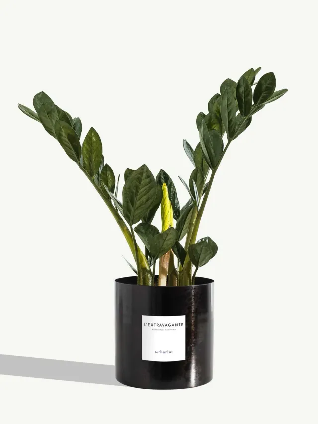 By Charlot L'Extravagante zamioculcas 50 cm pot 14 cm