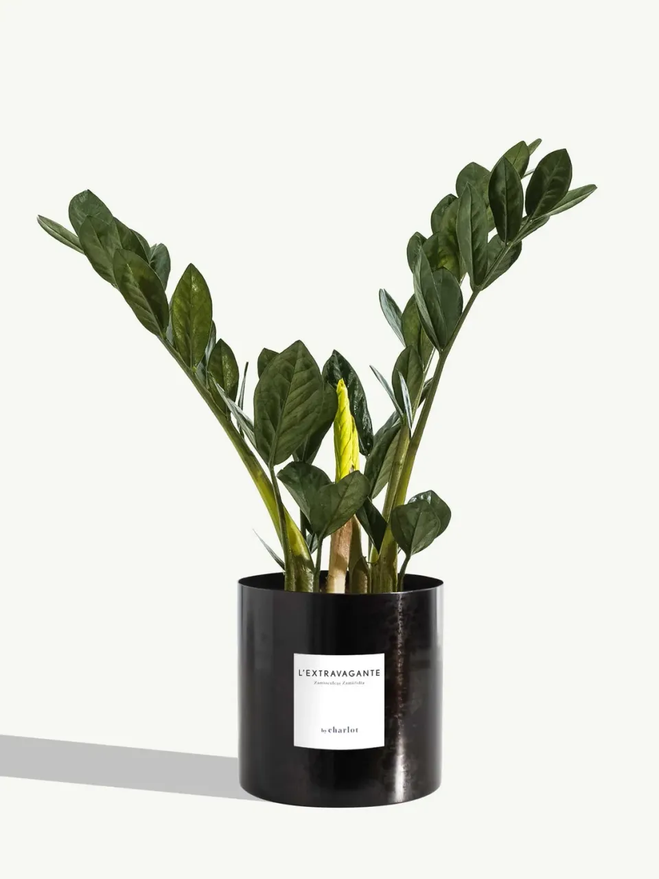 By Charlot L'Extravagante zamioculcas 50 cm pot 14 cm