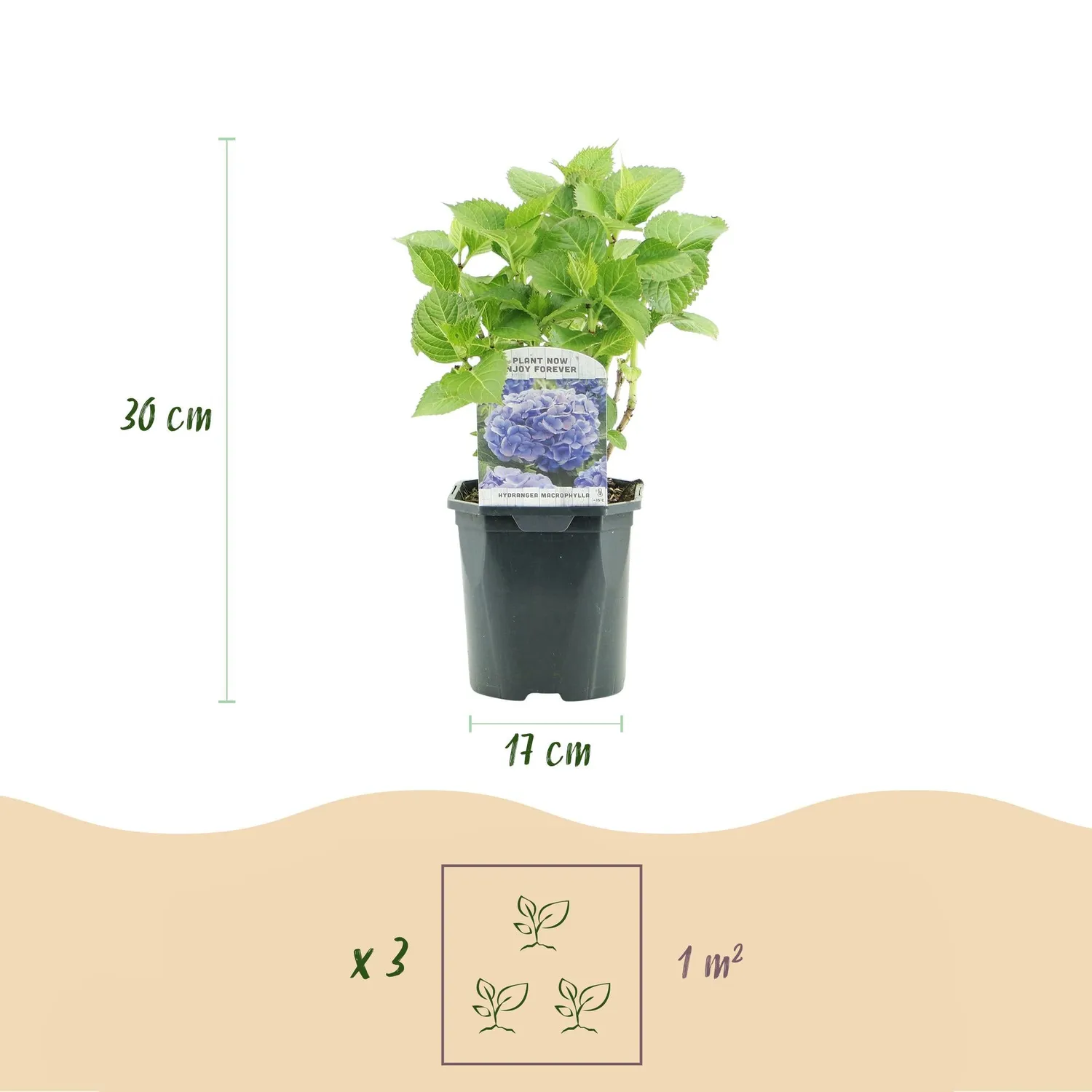 Plant and Stories Hortensia Blue hortensia pot 17 cm bleu