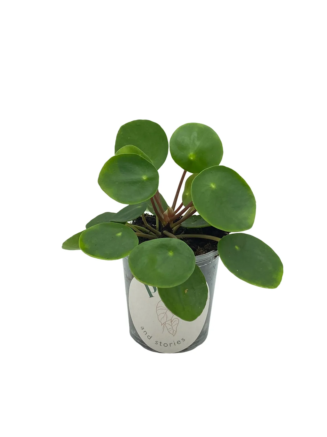 Plant and Stories Pilea Peperomioides plante pot 6 cm