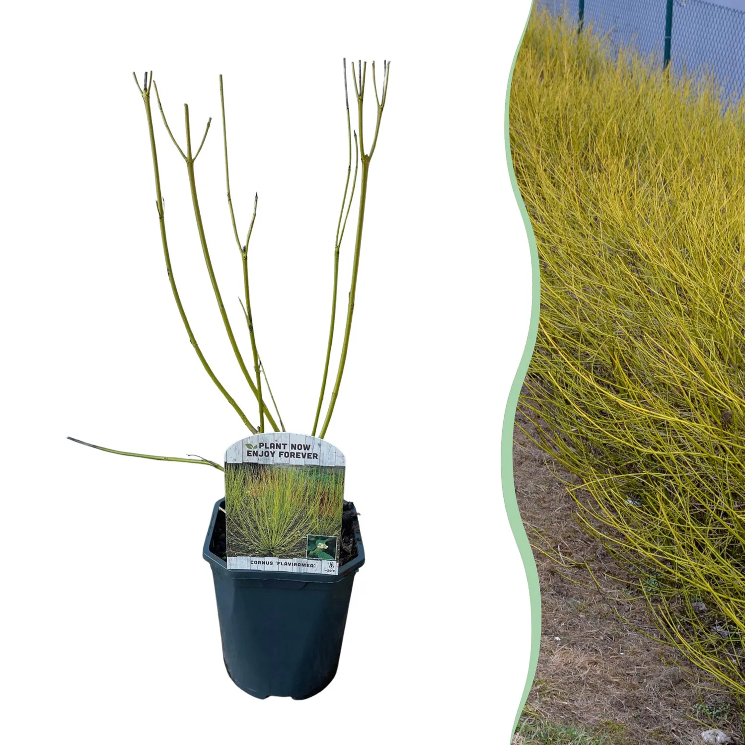 Plant and Stories Flaviramea cornouiller arbuste pot 17 cm